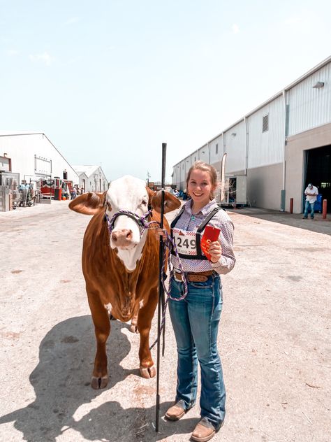 Show Cow Aesthetic, Showing Livestock Outfits, Show Outfits Livestock, Livestock Outfits, Cattle Aesthetic, Livestock Show Outfits, Showing Outfits, Cattle Showing, Livestock Photography