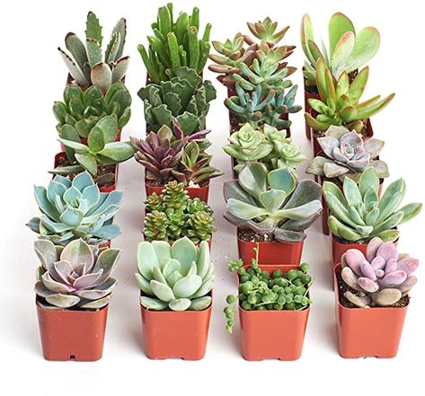 Amazon.com: Shop Succulents | Unique Collection of Live Plants, Hand Selected Variety Pack of Mini Succulents, Standard box : Everything Else Garden Escape, Live House Plants, Succulent Collection, Cactus Planta, Aloe Vera Plant, Succulents Indoor, Mini Succulents, Small Succulents, Green Collection