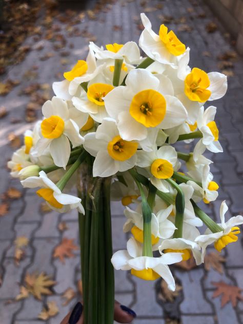 Narges Flowers, Flowers Narcissus, Good Day Images, Iphone Wallpaper Photography, Retro Tiles, Narcissus Flower, Beautiful Flowers Images, Flower Graphic Design, Iphone Wallpaper Sky