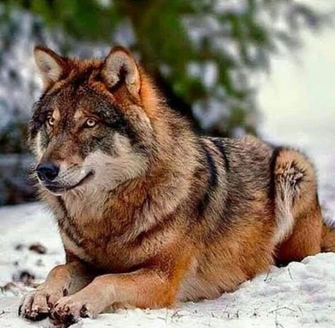 Timber Wolf Photography, Brown Wolf Art, Wolves Images, Pretty Wolf, Timber Wolves, Wolfdog Hybrid, Brown Wolf, Lone Wolf Quotes, Red Wolves