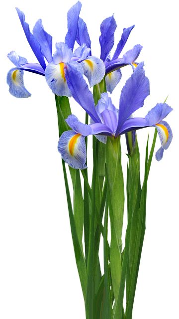 Download this free picture about Dutch Iris Plant Bulb from Pixabay's vast library of public domain images and videos. Iris Plant, Blue Iris Flowers, Dutch Iris, Flower Identification, Flowers Images, Blue Plants, Fire Flower, Transparent Flowers, Flowers Png