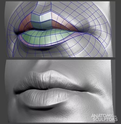 Anatomy Books For Artists, Mouth Anatomy, Anatomy For Sculptors, Zbrush Anatomy, Human Anatomy For Artists, Female Lips, Head Anatomy, Facial Anatomy, Face Anatomy