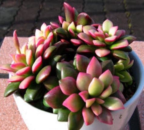 Anacampseros rufescens Succulent Soil, Types Of Succulents, Mini Succulents, Growing Succulents, Succulent Care, Rare Succulents, Cactus Garden, Cactus Y Suculentas, Cactus Flower