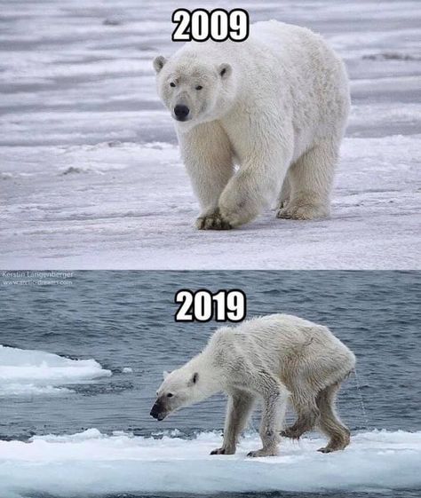 Environmentalists Are Putting A Climate Change Twist On The #10YearChallenge - Memebase - Funny Memes What Is Climate, Bear Meme, Save Planet Earth, Save Our Earth, Sea Ice, Polar Bears, Amazing Animals, Save Earth, Photo Challenge