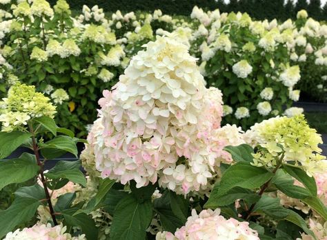 Quick Fire Hydrangea Landscaping, Quick Fire Fab Hydrangea, Little Quick Fire Hydrangea, Quick Fire Hydrangea, Hydrangea Shade, Garden Border Plants, Hydrangea Season, Hydrangea Tree, Rose Fertilizer