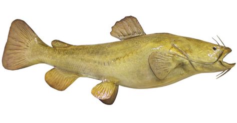 Flathead Catfish release mount Catfish Fish, Flathead Catfish, Fish Carving, Fish Mounts, Trophy Fish, Chainsaw Carvings, Catfish Fishing, Custom Trophies, Taxidermy Mounts