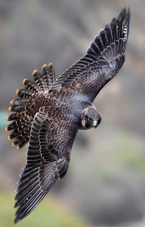 Safamun’s familiar - Nobe Bird Of Prey Tattoo, Wolverine Animal, Vogel Tattoo, Bird Flying, Peregrine Falcon, Bird Of Prey, Bird Wings, Nature Birds, Peregrine