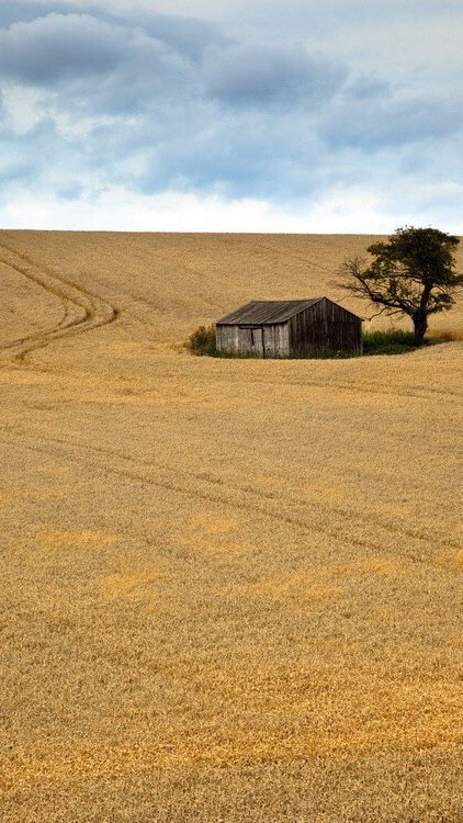 Safe House, Fields Of Gold, Wheat Field, Field Of Dreams, Laura Ingalls, Fields Photography, Good Humor, Free Picture, Old Barns