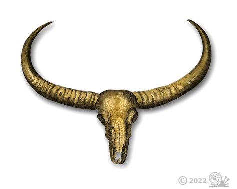 The skull is nature’s sculpture. Based on a vintage book illustration from the 18th century, this long horned buffalo skull print would look great in any room. Vintage Book Illustration, Skull Wall Art, Buffalo Skull, Mail Post, The Skull, Skull Print, Book Illustration, Vintage Book, Large Prints