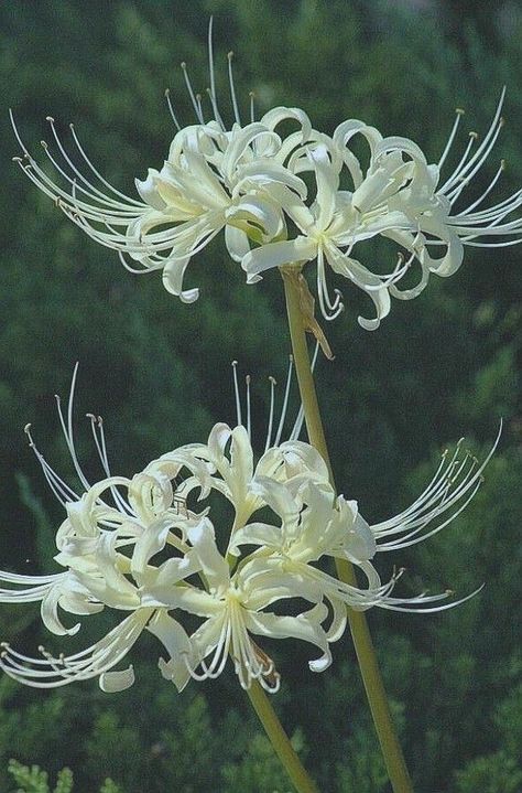 Pink Lillies Bouquet, Pink Lillies Aesthetic, Flower Aesthetic Purple, Lilly Flower Aesthetic, Lillies Aesthetic, Lillies Bouquet, Wall Paper Pink, Red Spider Lily, Lilly Flower