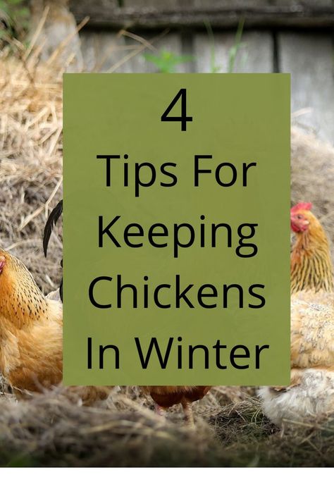 4 Gips For Keeping Chickens In Winter. Rooster and hens in the hay Chickens In Winter, Chickens In The Winter, Backyard Chicken Farming, Laying Hens, Egg Production, Keeping Chickens, Egg Laying, Chicken Farm, Happy And Healthy