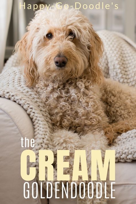 White. Cream. Ultra Cream. Beige. Goldendoodle coats are gorgeous. Where do they get such beautiful colors? Discover 10 things you may not know. English Cream Goldendoodle, F1bb Goldendoodle, Cream Goldendoodle, Goldendoodle Full Grown, Apricot Goldendoodle, White Goldendoodle, Teddy Bear Goldendoodle, Goldendoodle Names, Goldendoodle Art