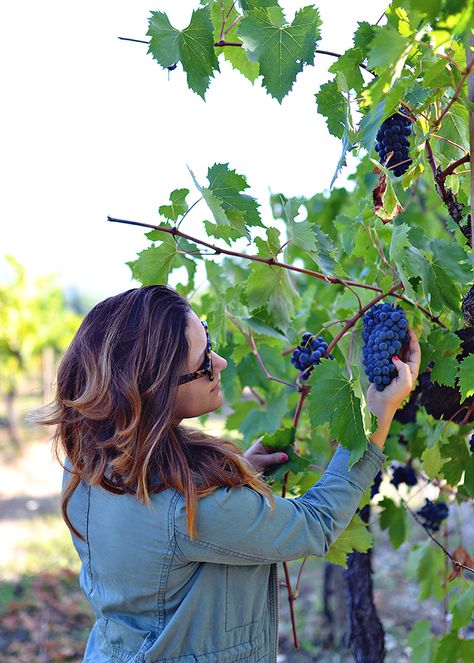 Picking Grapes Vineyard, Grapes Picking, Grape Picking, Grape Vineyard, Wine Snob, Expensive Wine, Growing Grapes, Dream Vacation, Dream Vacations