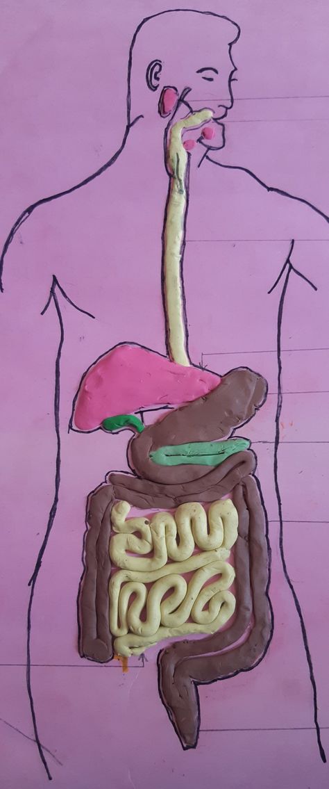 Human Digestive System Model, Digestive System Model, The Human Digestive System, Human Digestive System, System Model, Digestive System, Aurora Sleeping Beauty, Human, Disney Characters