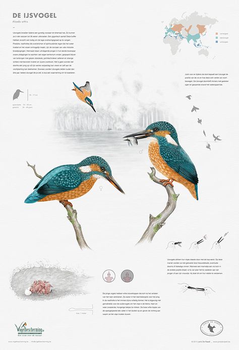 Kingfisher (Alcedo atthis) on Behance Kingfisher Illustration, Informative Poster, Animal Infographic, Science Infographics, Scientific Poster, Common Kingfisher, Tropical Art Print, Science Illustration, Infographic Illustration