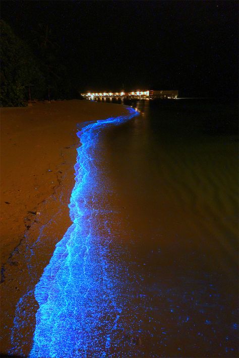 A Maldives Beach Awash in Bioluminescent Phytoplankton Looks Like an Ocean of Stars  http://www.thisiscolossal.com/2014/01/bioluminescent-beach-maldives/ Maldives Beach, Sea Of Stars, Maldives Island, Exotic Beaches, Jamaica Travel, Exotic Places, Beaches In The World, Most Beautiful Beaches, The Sand