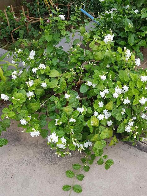 Chameli Flower, Sana Javed, White Petals, On The Ground, Green Plants, Cottage Core, The Earth, The Sky, Cottage