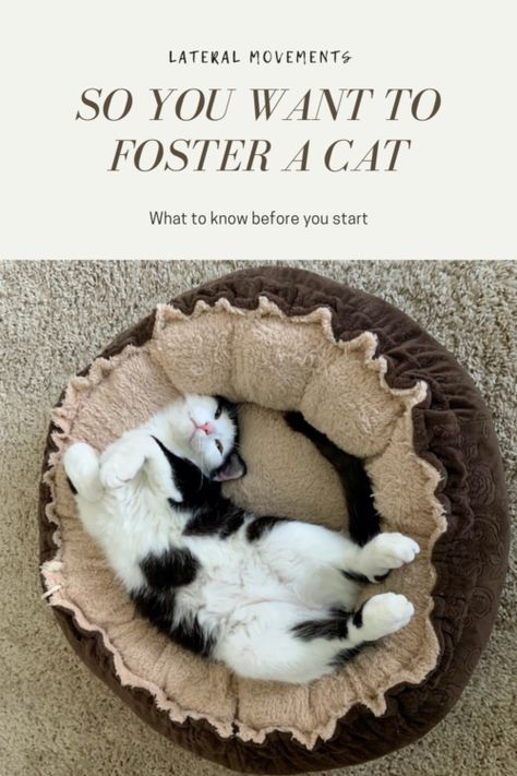 So you want to foster a cat | Lateral Movements Foster Cat Room Ideas, Kitten Foster Room, Foster Kittens Setup, Cat Foster, Cat Kennel, Foster Cat, Cat Proofing, Foster Kittens, Foster Parenting