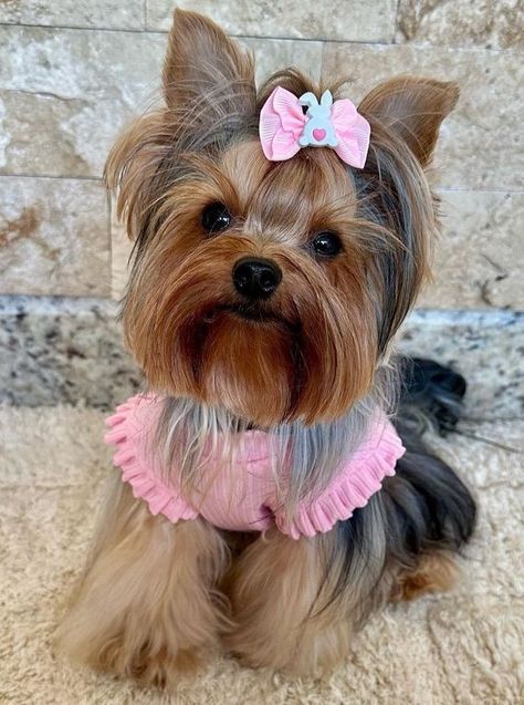 Yorkie Terrier Haircuts, Yorkie Puppy Haircuts, Animal Crossing Hair, Yorkie Puppy Care, Yorkie Haircut, Hilarious Dogs, Yorkie Haircuts, Biewer Yorkie, Funny Animal Images