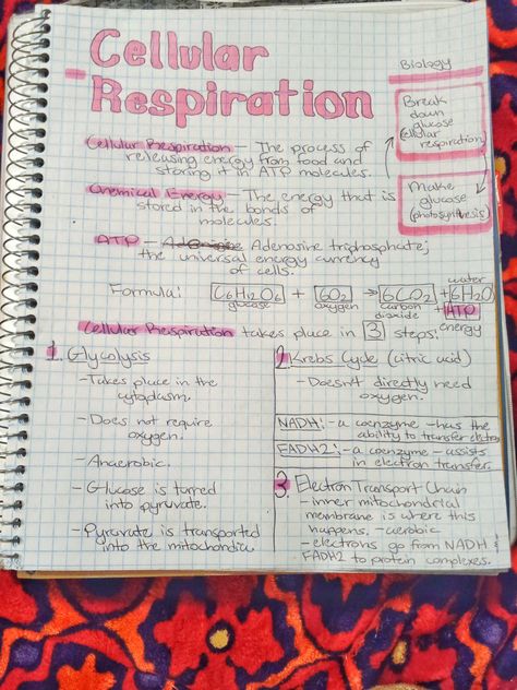 high school biology notes cellular respiration Cellular Respiration And Fermentation, Cell Respiration Notes, Respiration In Organisms Class 7 Notes, Cellular Respiration Notes Biology, Cellular Respiration Notes, Respiration Notes, Ap Biology Notes, Photosynthesis Notes, Notes High School