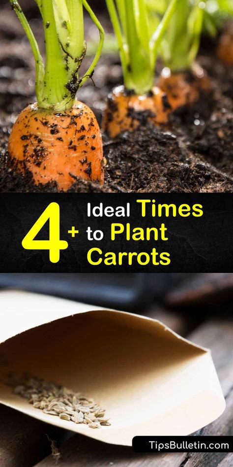 Growing Carrots In Raised Beds, Planting Carrots From Seed, When To Plant Carrots, Carrot Planting, Gardening Carrots, Planting Carrots, Composting Tips, Plant Carrots, Carrot Varieties