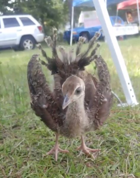 Baby peacock shows off its tiny feathers for the first time Baby Peacock, Peacock Baby, Bird Peacock, Peacock Tail, God Artwork, Hobbit House, Small Baby, Baby Chicks, Peacocks