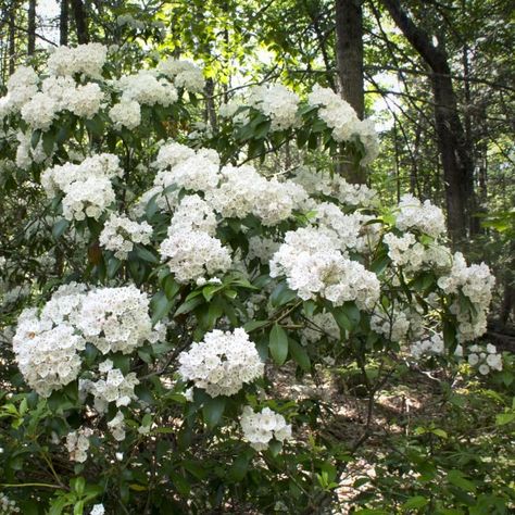 Mountain Laurel Care: How To Grow Beautiful Shade Loving Kalmia latifolia - Gardening @ From House To Home Laurel Shrub, Texas Mountain Laurel, Town Garden, Shade Loving Shrubs, Kalmia Latifolia, Plants Under Trees, Beautiful Spring Flowers, Shade Shrubs, House To Home