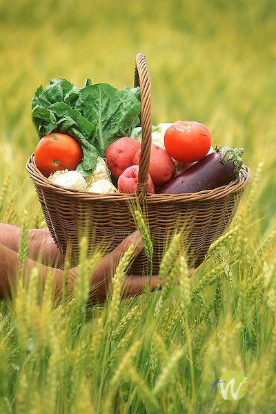 Basket of farm-fresh vegetables (photography by Terry Wild) Farm Fresh Vegetables, Farm Fruits And Vegetables, Fresh Vegetables Aesthetic, Fresh Vegetables Photography, Vegetable Aesthetic, Vegetables In Basket, Vegetables Aesthetic, Vegetable Photography, Farm Vegetables