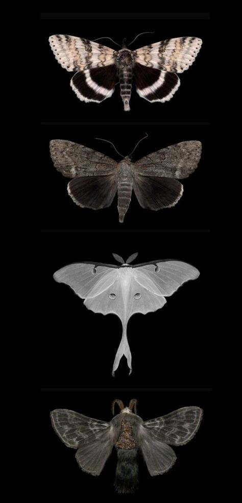 Four different kinds of moths on black background Taxidermy Moth, Moths Aesthetic, Moth Aesthetic, Goth Moth, Types Of Moths, Noir Aesthetic, Moth Art, Mc Queen, Sparrows