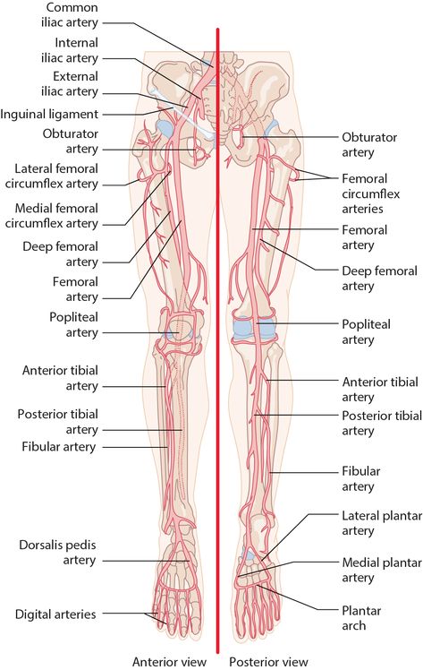 Iliac Artery, Inguinal Ligament, Femoral Artery, Lower Extremity, Lower Limb, Health And Fitness Magazine, Healthy Diet Tips, Daily Health Tips, Fitness Advice