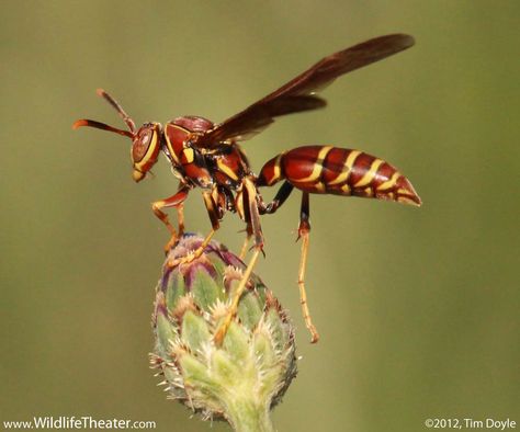 Red Wasp, Wasp Species, Paper Wasp, Wasp Oc, Wasp Art, Wasp Aesthetic, Wasp Tattoo, Red Wasps, Angelcore Aesthetic