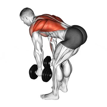 Dumbbell Bent Over Row Rear Delt Exercises, Dumbbell Row, Back Workout At Home, Bent Over Row, Rauch Fotografie, Cable Workout, Bicep Workout, Lower Back Muscles, Latissimus Dorsi