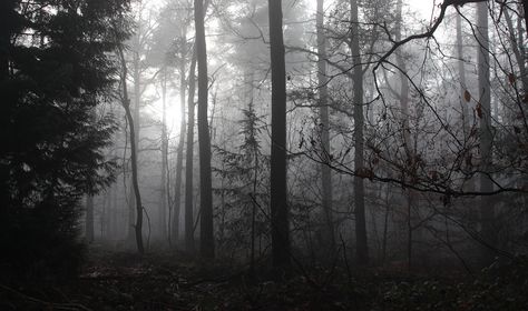 Foggy Forest Header, Black Forest Background, Dark Forest Horizontal, Gothic Aesthetic Wallpaper Desktop, Tribetwelve Aesthetic, Woods Header, High Quality Wallpapers Macbook, Gray Pc Wallpaper, Grey Pc Wallpaper