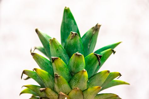 https://www.flickr.com/photos/aashhiff/9094016357/ Pineapple Facts, Leaf Health, Pineapple Tea, Pineapple Health Benefits, Pineapple Benefits, Foods High In Iron, Growing Healthy Hair, Vegetable Benefits, Foods With Iron