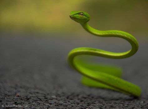 ಮಲ್ನಾಡ್ ಮನೆ|IM official on Instagram: “Green vine snake / ಹಸಿರು ಹಾವು. 🔥💚 . PC:-@passion_intensified . . #greensnake #vinesnake #incredible_malenadu #malenadu #dandeli…” Green Vine Snake, Green Python Snake, Horned Viper Snake, Vine Snake, Biak Green Tree Python, Green Snake, Incredible India, Vines, India