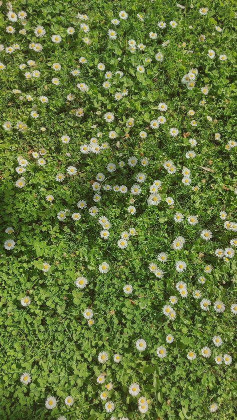 Prairie planting