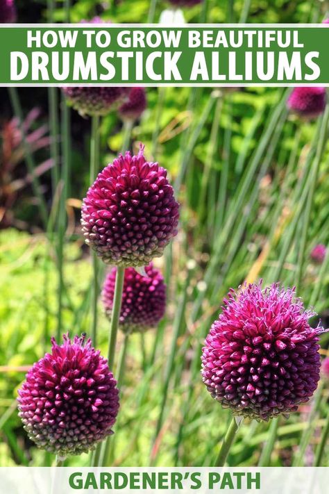 Drumstick Allium, Dutch Mill, Allium Garden, Allium Bulbs, Ornamental Garden, Allium Flowers, Flower House, Spring Flowering Bulbs, Dark Maroon