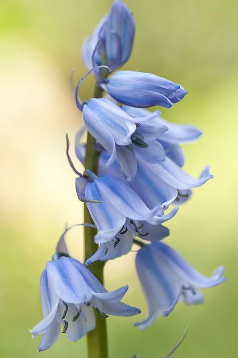 Blue Bells Painting, Blue Bells Aesthetic, Blue Bell Flowers Aesthetic, Blue Bell Aesthetic, Juliette Tattoo, Blue Bells Flowers, Bluebell Painting, Blue Campanula, Bell Flowers