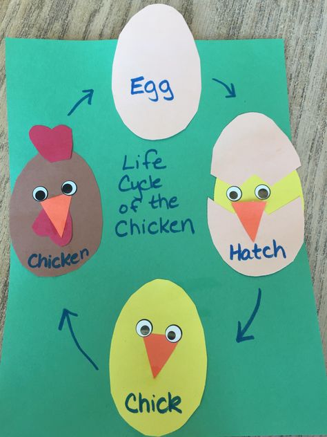 Chicken Farm Activities, Chicken Art Preschool, Life Cycle Art Projects For Kids, Farm Art Activities, Chicken Preschool Activities, Chicken Life Cycle Craft Preschool, Chicken Activities For Toddlers, Chicken Activities For Preschool, Chicken Life Cycle Preschool