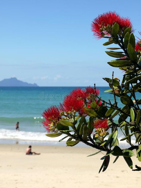 New Zealand: summer christmas at beach. Beach with native Christmas tree (p , #affiliate, #Beach, #native, #Christmas, #beach, #Zealand #ad Kiwi Christmas New Zealand, New Zealand Bush, Christmas In New Zealand, Native Christmas Tree, New Zealand Plants, New Zealand Summer, Nz Christmas, Pohutukawa Tree, Native Christmas