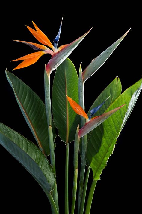 Birds Of Paradise Plant, Bird Of Paradise Plant, Flower Identification, Paradise Plant, Birds Of Paradise Flower, Garden Shelves, Plant Aesthetic, Room With Plants, Ornamental Plants