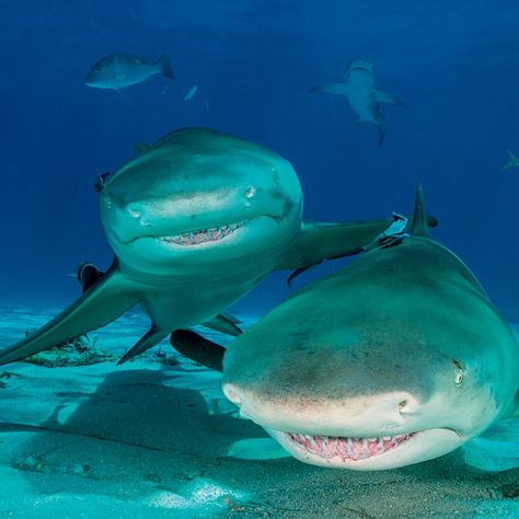 Funny Shark Pictures, Marine Photography, Lemon Shark, Shark Photos, Shark Pictures, Me And My Bestie, Sharks Funny, Dangerous Animals, Cute Shark