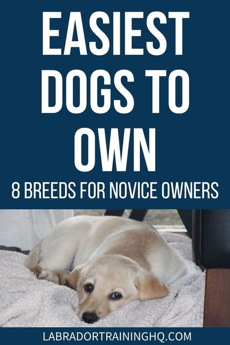 Easiest Dogs To Own – 8 Breeds For Novice Owners - LabradorTrainingHQ Small Dog Breeds Low Maintenance, Service Dogs Breeds, Low Maintenance Dog Breeds, Best Small Dog Breeds, Calm Dog Breeds, Dog Breeds That Dont Shed, Top 10 Dog Breeds, Working Dogs Breeds, Dog Crossbreeds