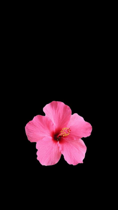 Hibiscus Flower Wallpaper Aesthetic, Flower Lockscreen, Pink Wallpaper Ipad, Flowers Black Background, Pink Flowers Background, Pink Flowers Wallpaper, Cute Summer Wallpapers, Bow Wallpaper, Flower Iphone Wallpaper