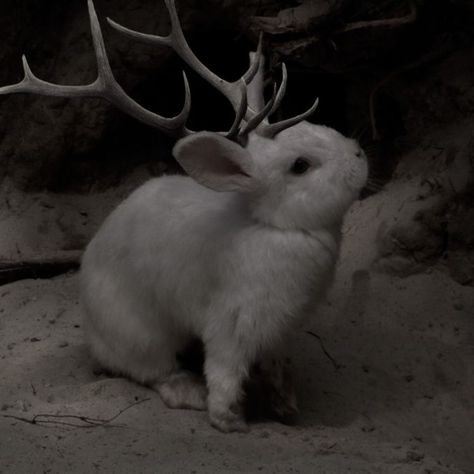 Familiars Witch Animal Aesthetic, Godkiller Aesthetic, Animal Shapeshifter Aesthetic, Fantasy Aesthetic Winter, Fae Fantasy Aesthetic, Dark Animal Aesthetic, Jackalope Aesthetic, Rabbit Aesthetic Dark, Two Headed Rabbit