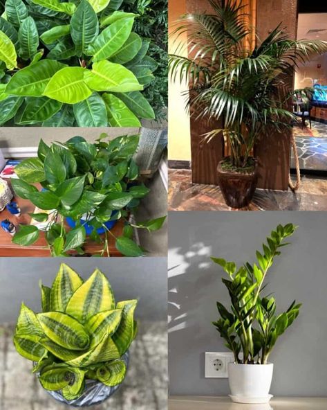 Top Low Light Houseplants Top 12 Low Light Plants For Your Home - Bathroom Plants Low Light, Indoor Plants For Low Light, Low Light Houseplants, Plants For Low Light, Plants Low Light, Philodendron Scandens, Houseplants Low Light, Kentia Palm, Peperomia Plant