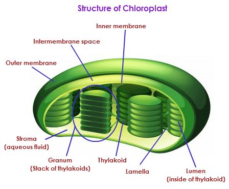 Two membranes contain and protect the inner parts of the chloroplast. The inner membrane surrounds the stroma and the granum, which are little stacks inside the Cloroplast, kind of like stacks of pancakes. Plant Cell Organelles, Plant Cell Diagram, Plant Cell Structure, Plant Cell Model, Biology Diagrams, Photosynthesis And Cellular Respiration, Cell Organelles, Science Models, Cell Model