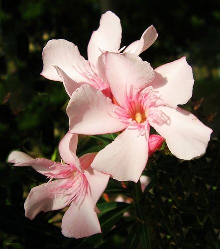 Oleander Arabic Garden, Pink Oleander, Oleander Plants, White Oleander, Sun Perennials, Poisonous Plants, Flower Guide, Phoenix Rising, Book Design Layout