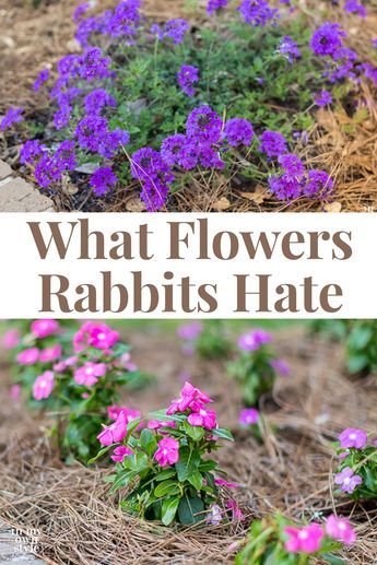 Rabbit Resistant Plants, Mr Mcgregor, Flower Types, Deer Resistant Plants, Shade Flowers, Shade Perennials, Annual Flowers, Garden Pests, Favorite Flowers