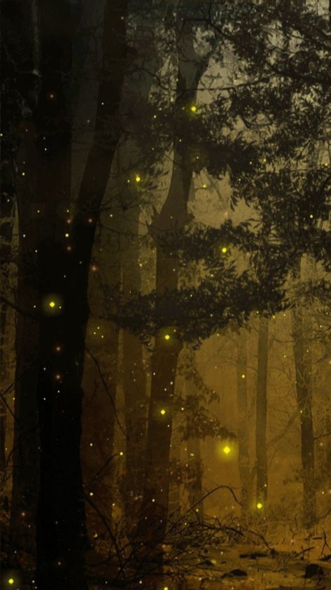 Firefly Background, Forests At Night, Fireflies In The Forest, Fireflies Wallpaper, Wallpaper Lightning, Firefly Forest, Firefly Photography, Firefly Painting, Wallpaper Forest